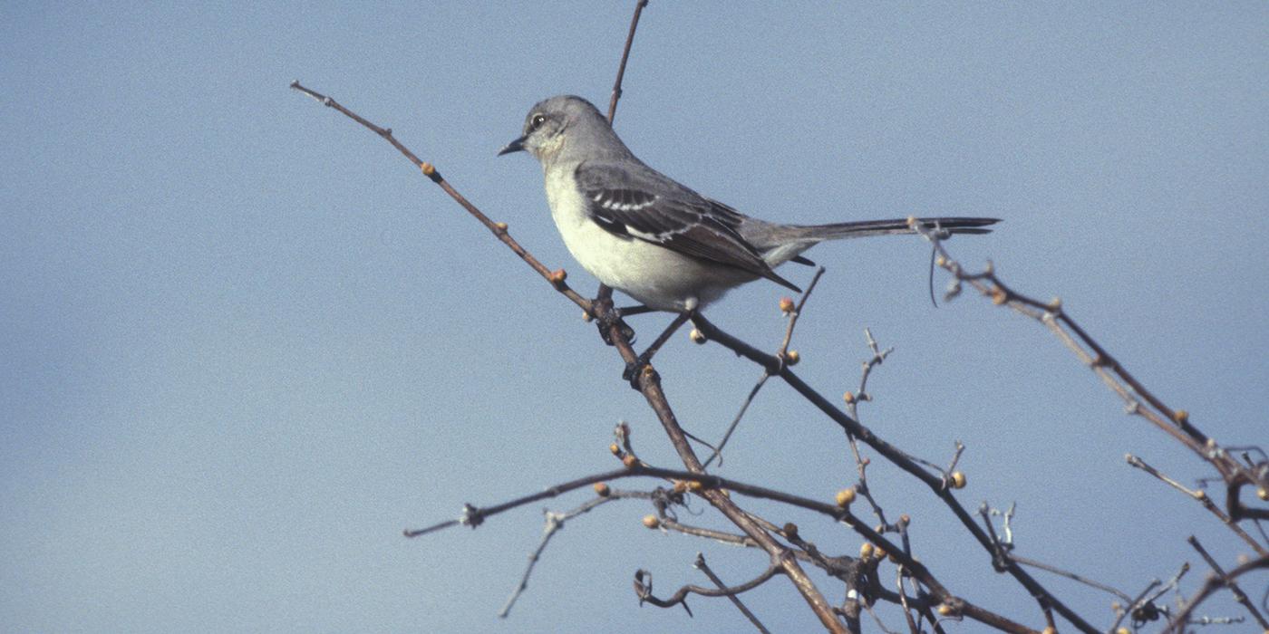 A gray and white bird, called a northern mockingbird, perched on a tree branch