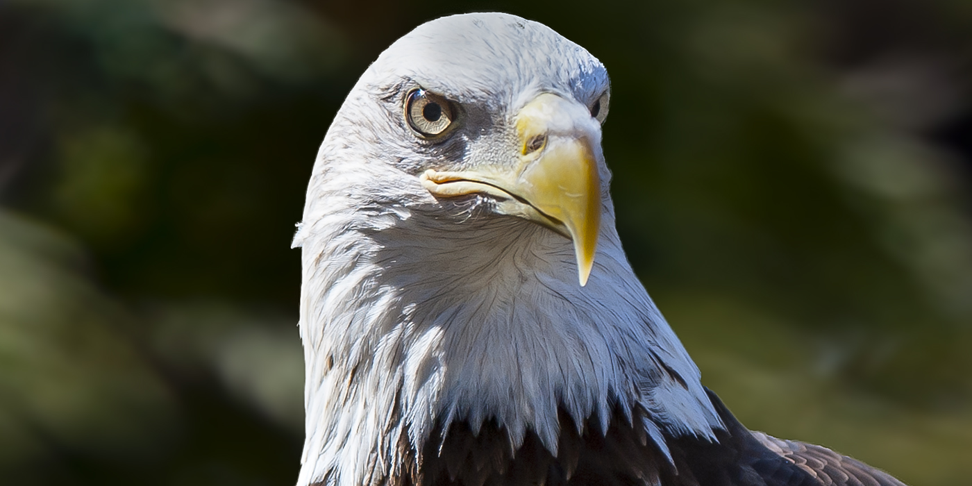 Adopt a Bald Eagle | Smithsonian's National Zoo