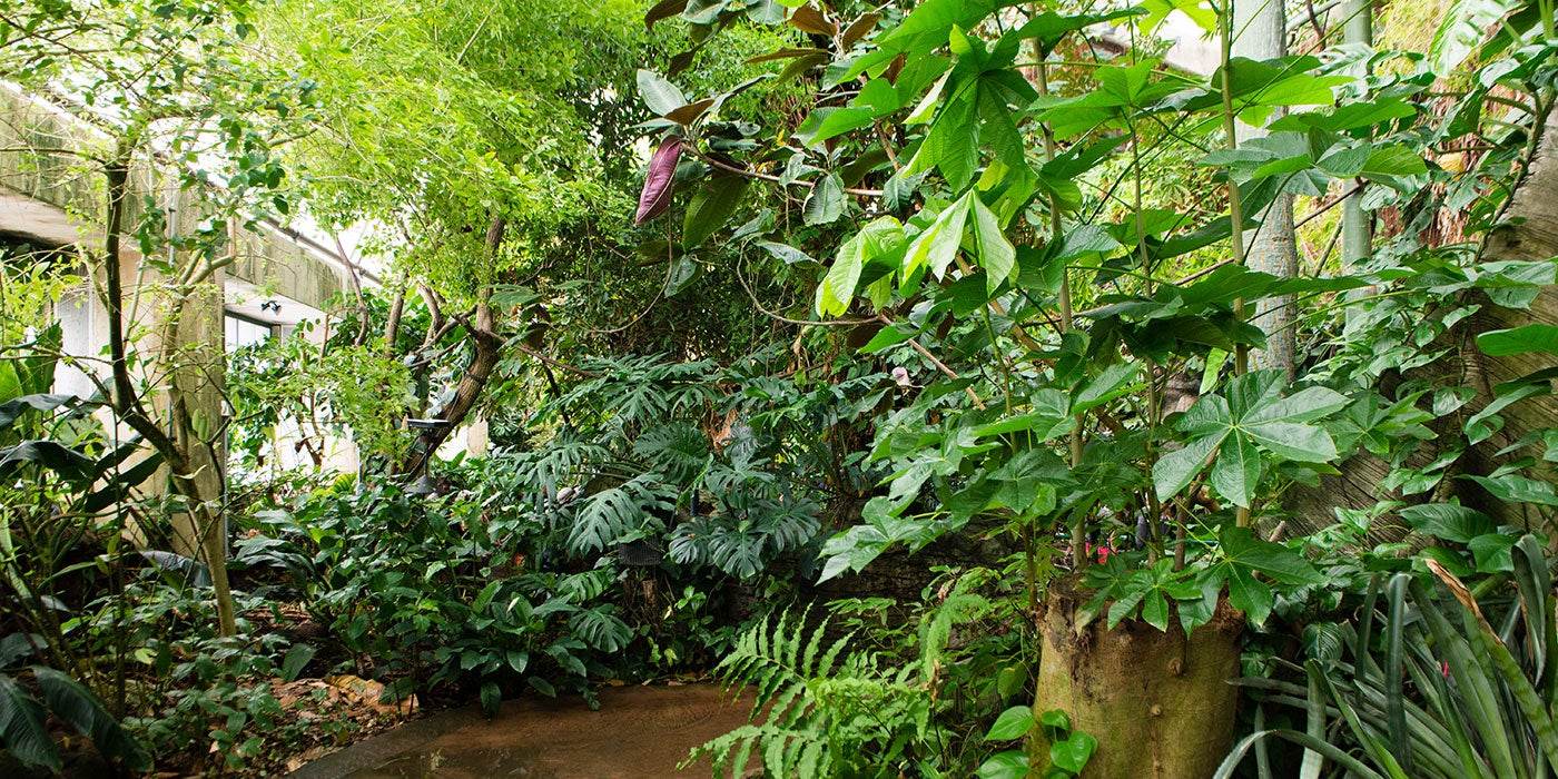 Amazonia rainforest exhibit