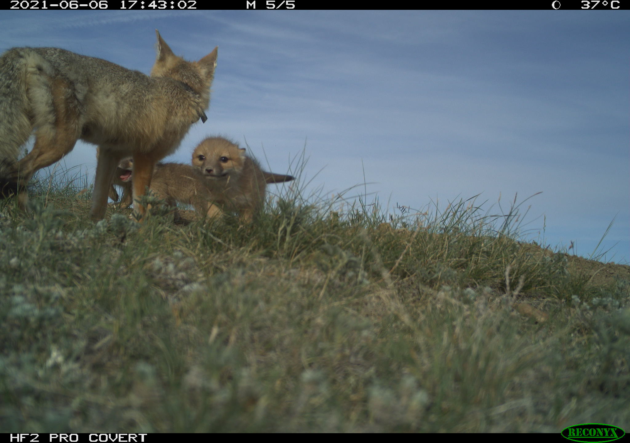 An adult swift fox and two pups standing in prairie grass