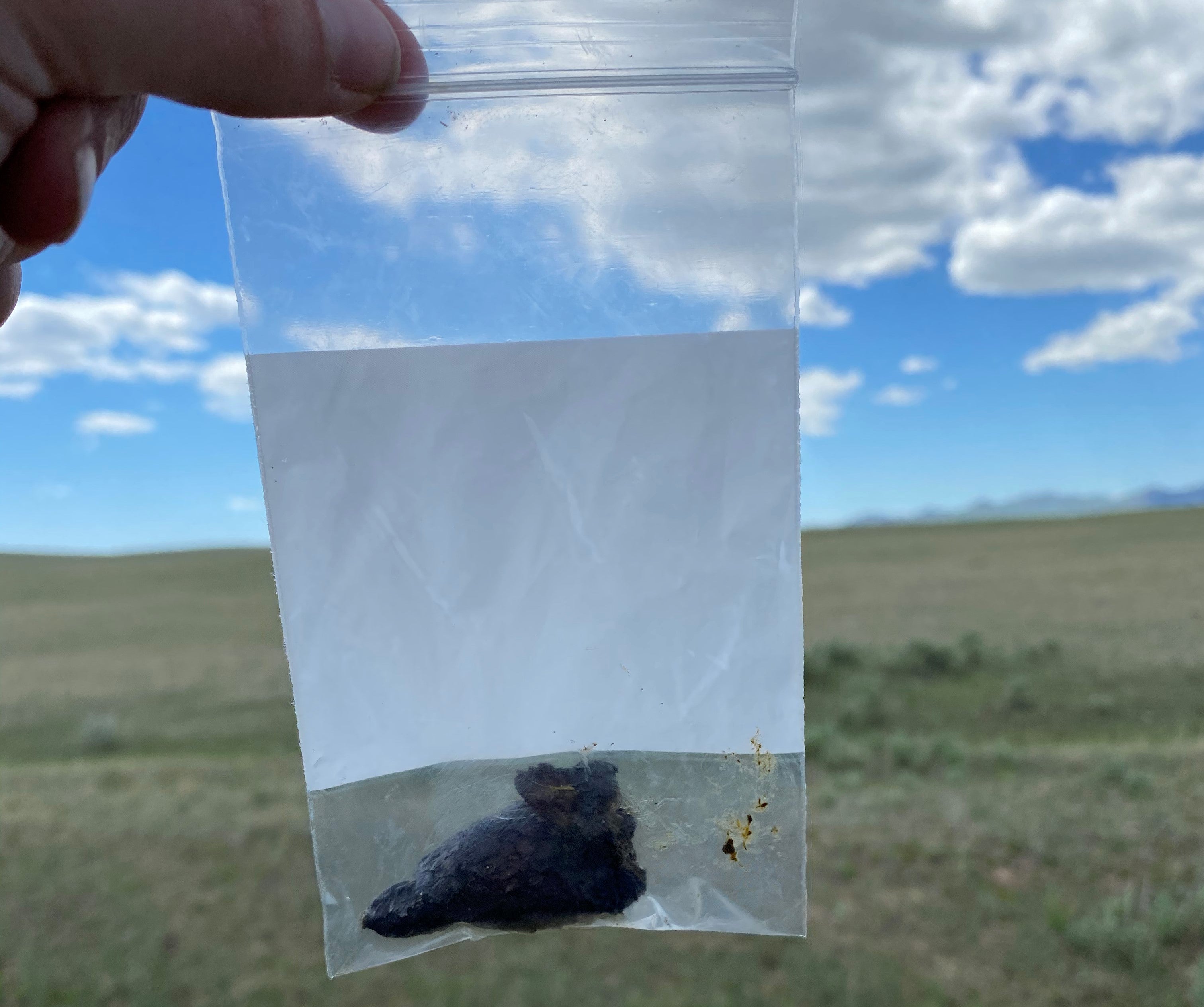 Someone's hand holding a small plastic bag of swift fox scat