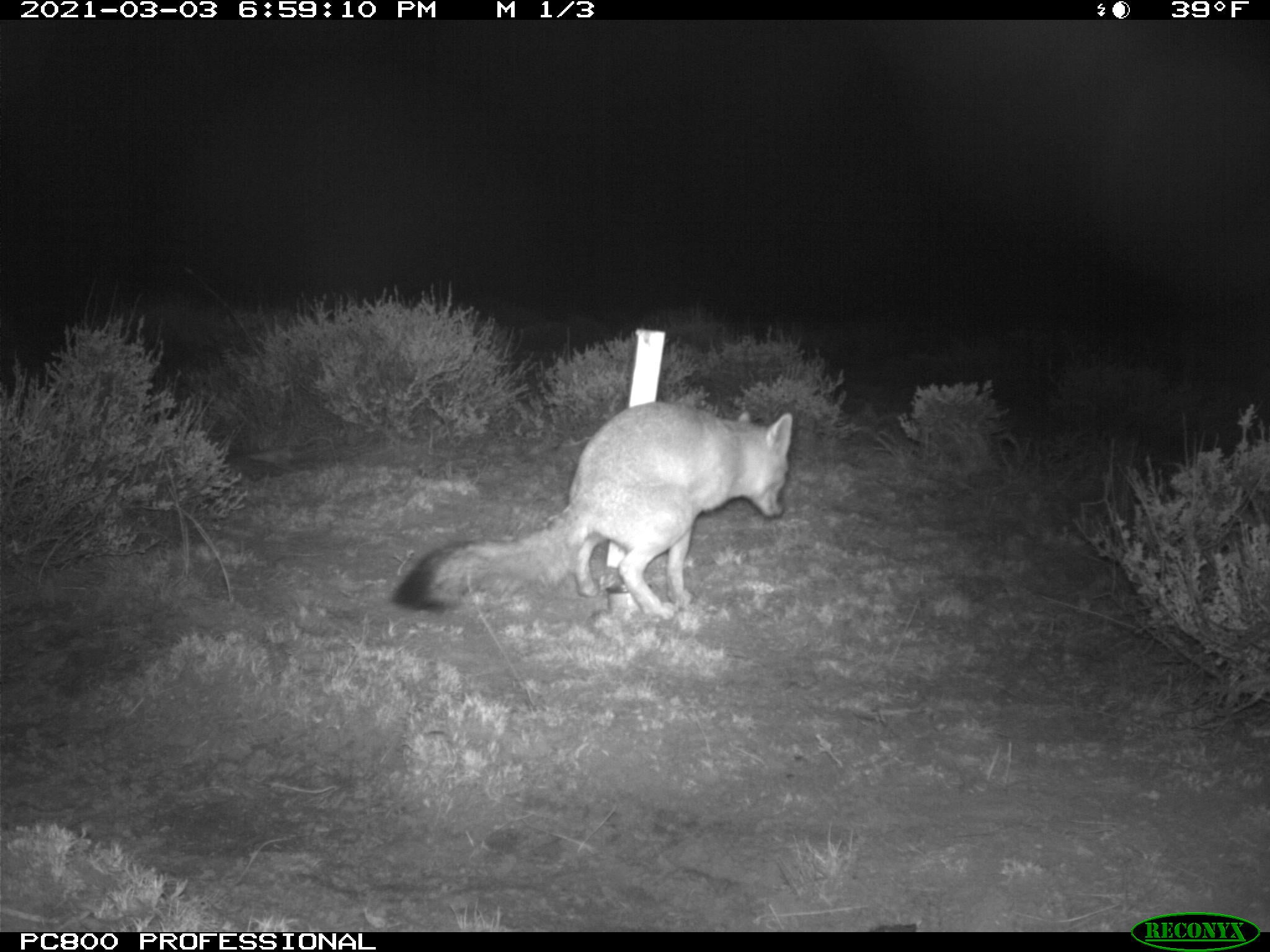 A nighttime photo of a swift fox pooping near a pole in the grass surrounded by shrubs