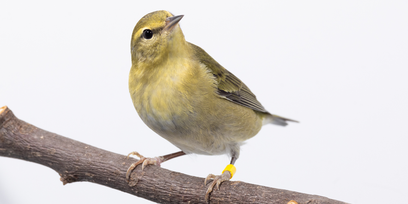 Tennessee warbler | Smithsonian's National Zoo