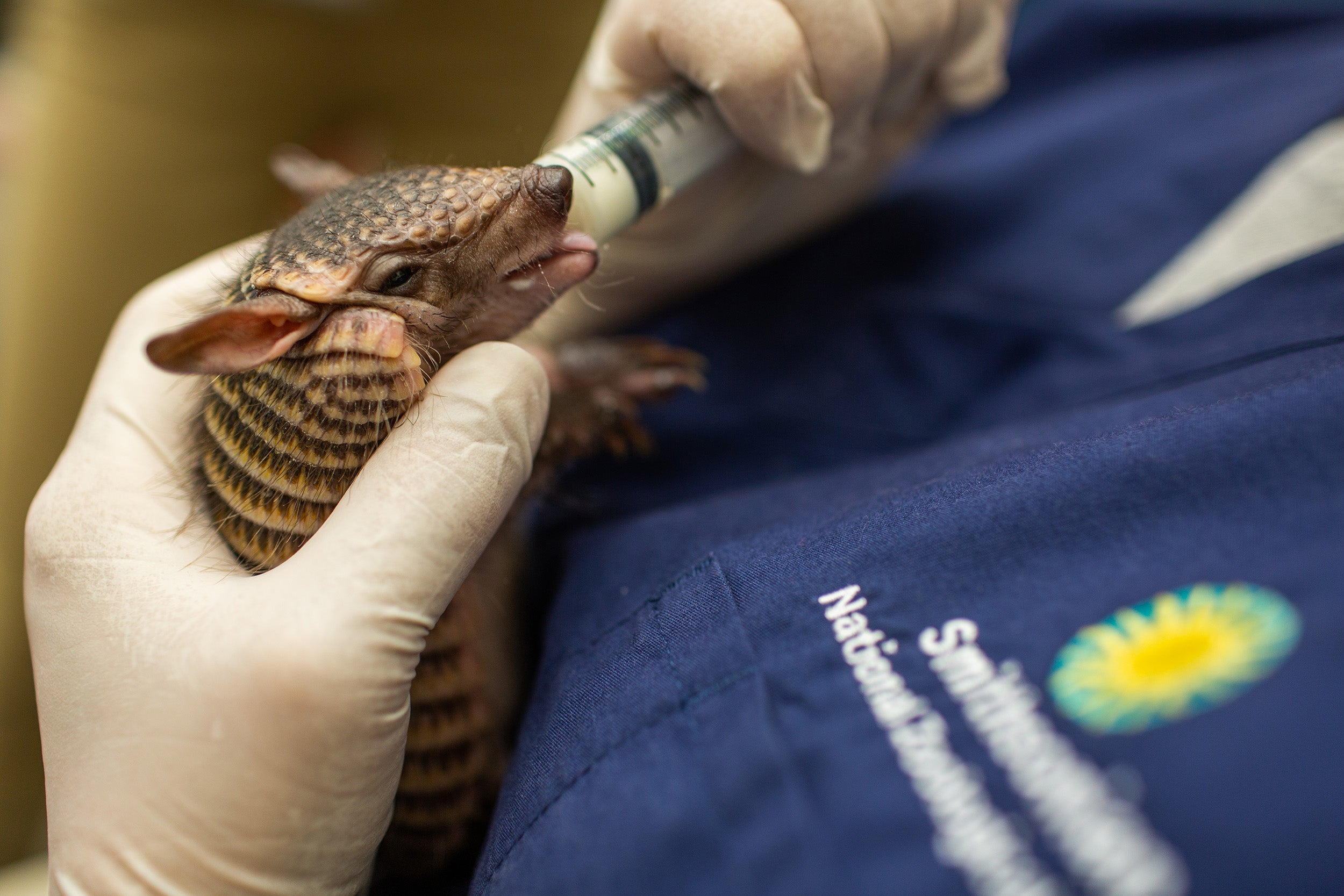 Keepers hand-feeding a screaming hairy armadillo pup. 