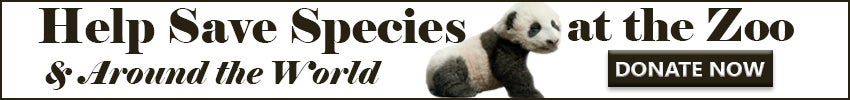 A webcam banner ad featuring a giant panda cub and the text "Help Save Species at the Zoo & Around the World. Donate Now."