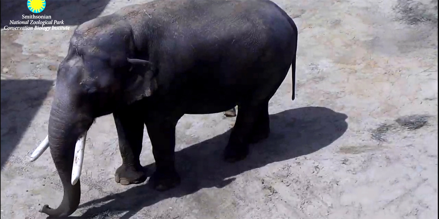 1400px x 700px - Elephant Cam | Smithsonian's National Zoo