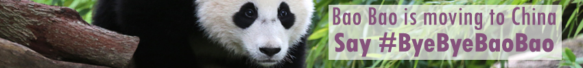 Giant Panda Cam | Smithsonian's National Zoo