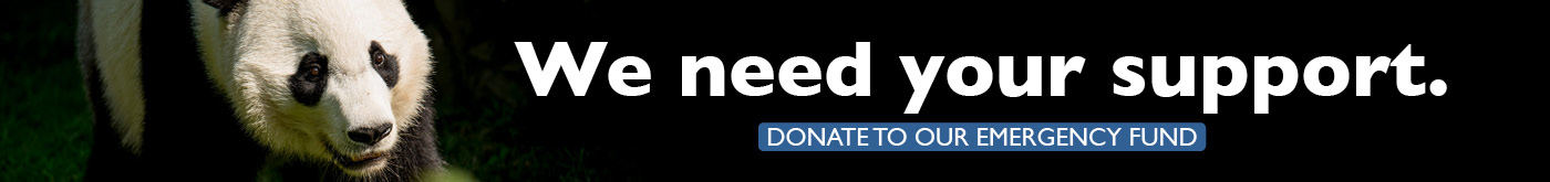 the face of a giant panda with the text "We need your support. Donate to the emergency fund now."