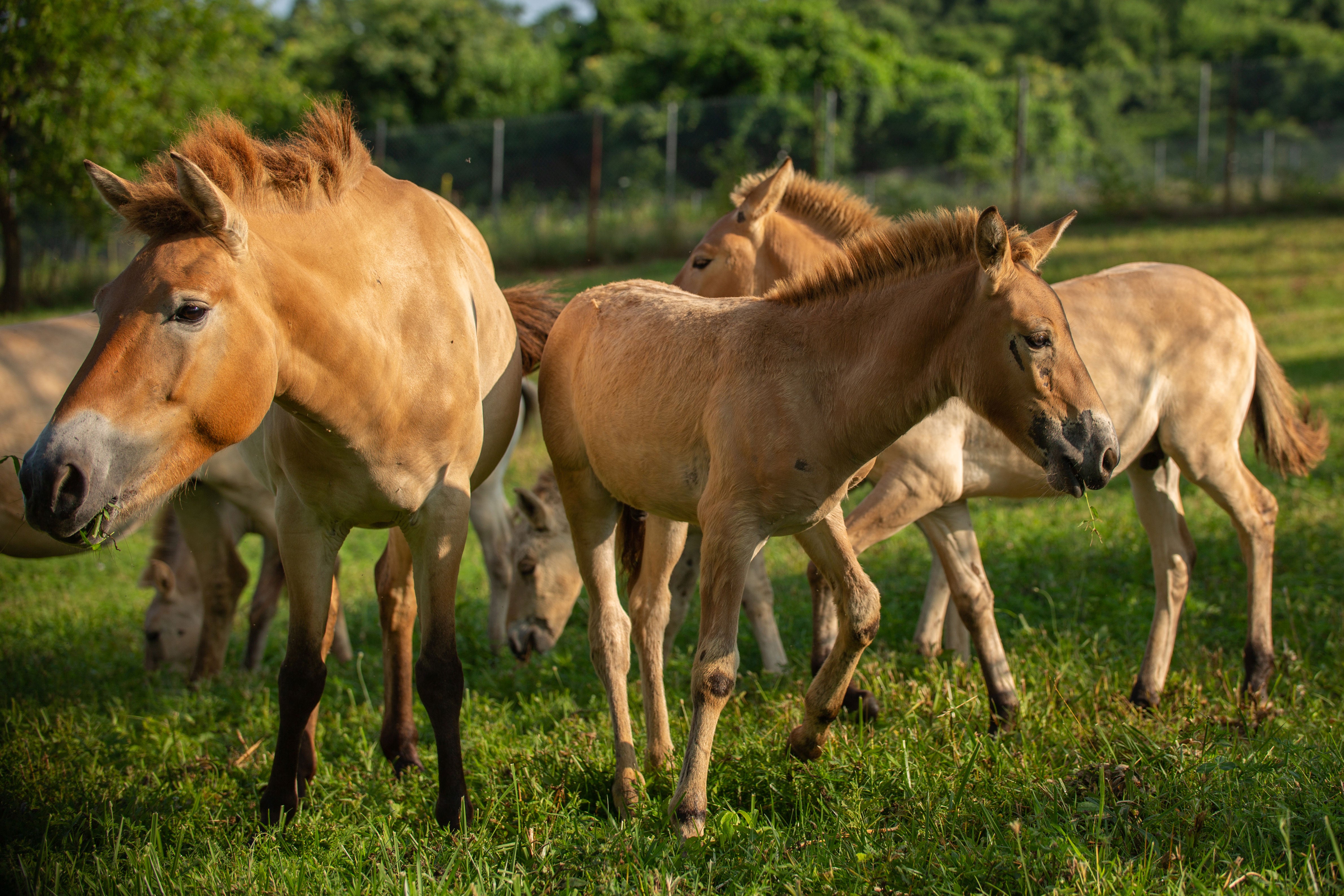 A group of Przewalski's horse foals and one mare standing in the grass with trees in the background