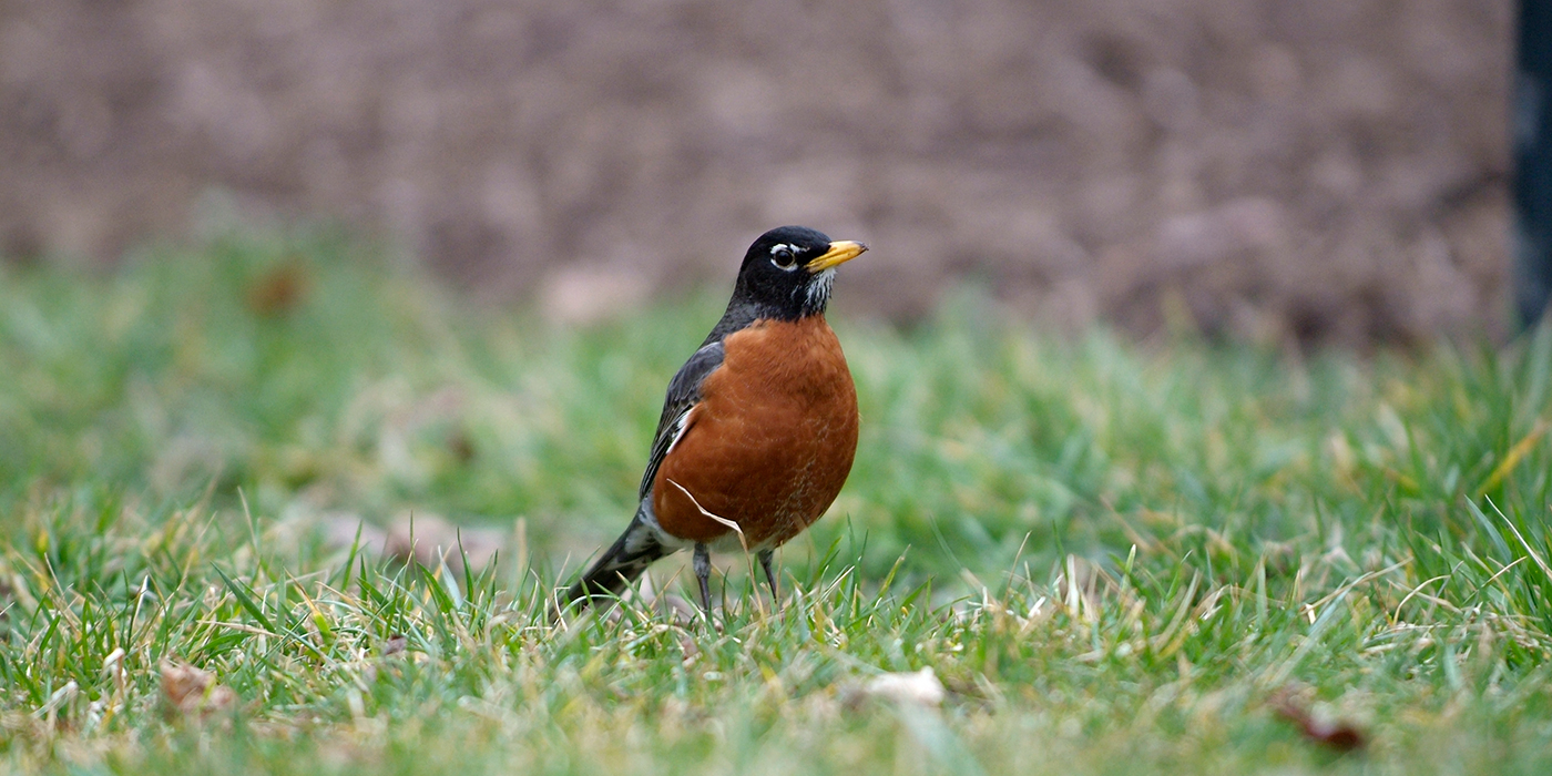 Florida Officials Watching For Illness Killing Songbirds In Other Parts Of  U.S.