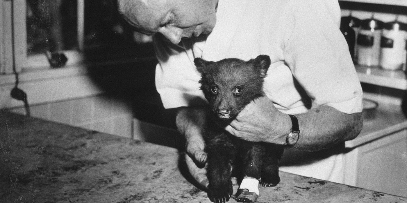 a bear cub with a bandage on its paw gets being examined by a veterinarian