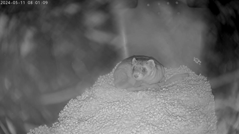 Photo of black-footed ferret with her newborn kits.